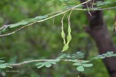 Ormocarpum cochinchinense